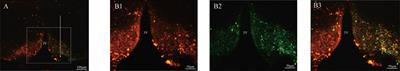 Optogenetic stimulation of Kiss1ARC terminals in the AVPV induces surge-like luteinizing hormone secretion via glutamate release in mice